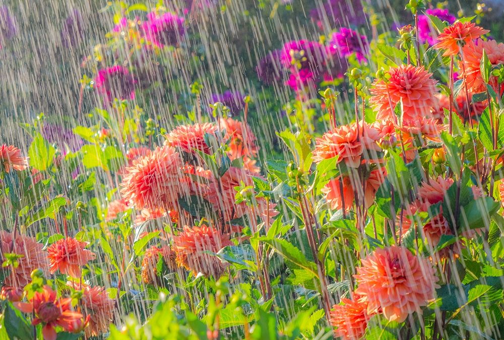 Oregon-Canby-Swam Island Dahlias-water coming down on flowers